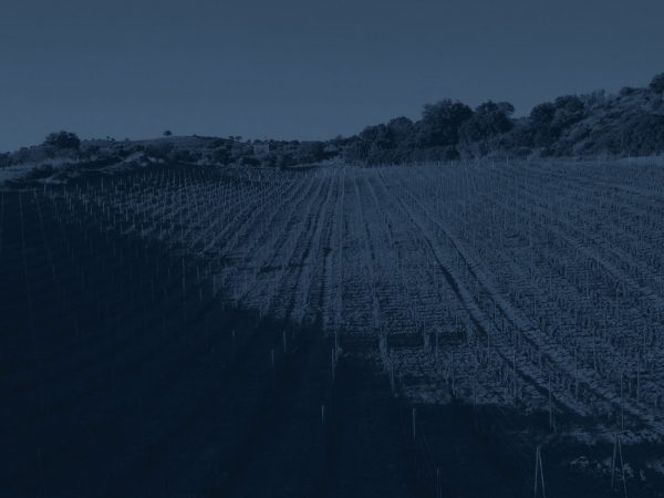 news alovini