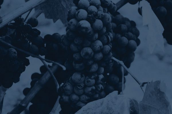 news alovini